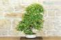 4 - Bonsai di Acero Palmato Yamamomiji (12)