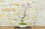 Bonsai di Acero Palmato Yamamomiji (12)-8