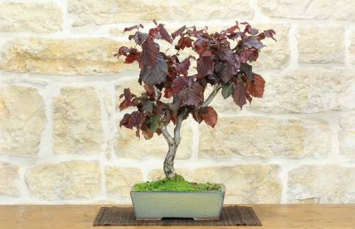 1 - Bonsai di Nocciolo Contorto a foglia rossa (20)