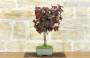 2 - Bonsai di Nocciolo Contorto a foglia rossa (20)