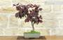 3 - Bonsai di Nocciolo Contorto a foglia rossa (20)