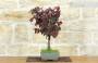4 - Bonsai di Nocciolo Contorto a foglia rossa (20)