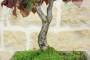 5 - Bonsai di Nocciolo Contorto a foglia rossa (20)