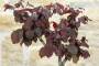 7 - Bonsai di Nocciolo Contorto a foglia rossa (20)