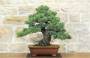 1 - Bonsai di Pino Pentaphilla (58)