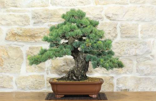 1 - Bonsai di Pino Pentaphilla (58)