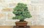 2 - Bonsai di Pino Pentaphilla (58)