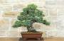 3 - Bonsai di Pino Pentaphilla (58)