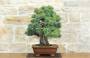 4 - Bonsai di Pino Pentaphilla (58)