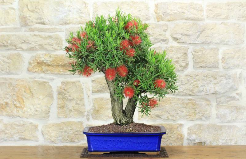 1 - Bonsai di Callistemon (33)