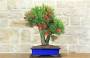 1 - Bonsai di Callistemon (33)