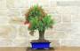 2 - Bonsai di Callistemon (33)
