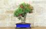 3 - Bonsai di Callistemon (33)