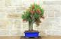 4 - Bonsai di Callistemon (33)