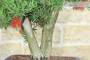 6 - Bonsai di Callistemon (33)