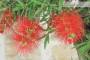 7 - Bonsai di Callistemon (33)