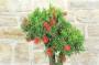 8 - Bonsai di Callistemon (33)