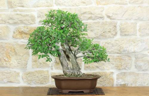 1 - Bonsai di Olmo Campestre (54)