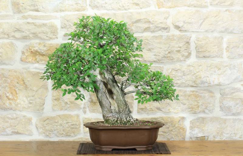 1 - Bonsai di Olmo Campestre (54)