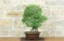 2 - Bonsai di Olmo Campestre (54)