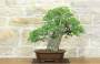 3 - Bonsai di Olmo Campestre (54)