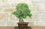 4 - Bonsai di Olmo Campestre (54)