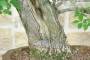 5 - Bonsai di Olmo Campestre (54)