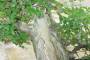 6 - Bonsai di Olmo Campestre (54)