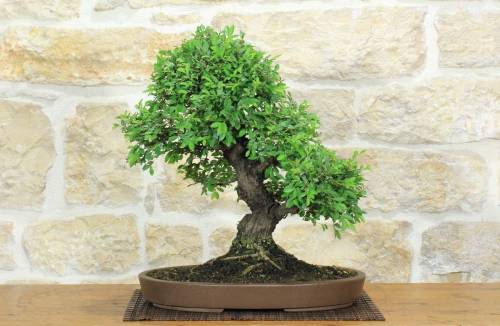 1 - Bonsai di Olmo Parvifolia (3).