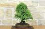 2 - Bonsai di Olmo Parvifolia (3).