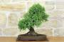 3 - Bonsai di Olmo Parvifolia (3).