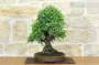 4 - Bonsai di Olmo Parvifolia (3).