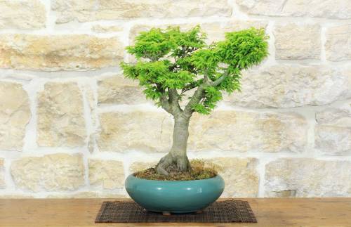 Bonsai di Acero Palmato Shishigashira (10)