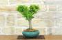 3 - Bonsai di Acero Palmato Shishigashira (10)