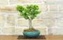 4 - Bonsai di Acero Palmato Shishigashira (10)