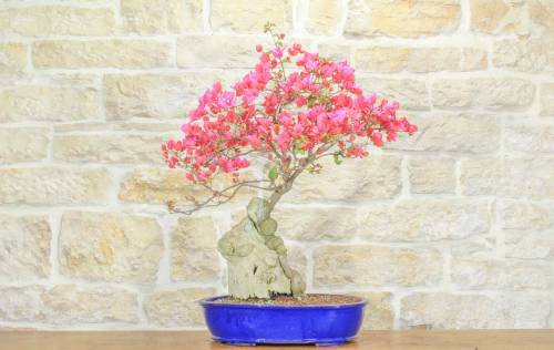 1 - Bonsai di Bougainvillea Californiana (14)