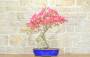 1 - Bonsai di Bougainvillea Californiana (14)
