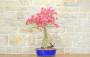 2 - Bonsai di Bougainvillea Californiana (14)