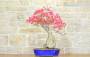 3 - Bonsai di Bougainvillea Californiana (14)