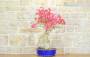 4 - Bonsai di Bougainvillea Californiana (14)