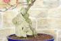 5 - Bonsai di Bougainvillea Californiana (14)