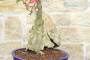 6 - Bonsai di Bougainvillea Californiana (14)