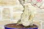 7 - Bonsai di Bougainvillea Californiana (14)