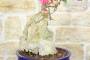 8 - Bonsai di Bougainvillea Californiana (14)
