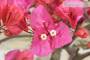 9 - Bonsai di Bougainvillea Californiana (14)