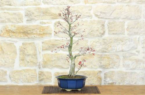 Bonsai di Acero Palmato Deshojo (74)