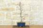 Bonsai di Acero Palmato Deshojo (74)