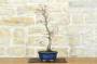 3 - Bonsai di Acero Palmato Deshojo (74)