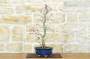 4 - Bonsai di Acero Palmato Deshojo (74)