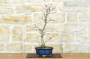 5 - Bonsai di Acero Palmato Deshojo (74)